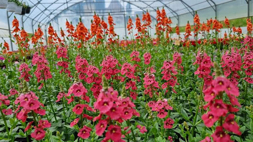Burg Sandrine Horticulture - Thumbnail