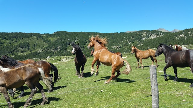 Lac des Bouillouses (la Bollosa)