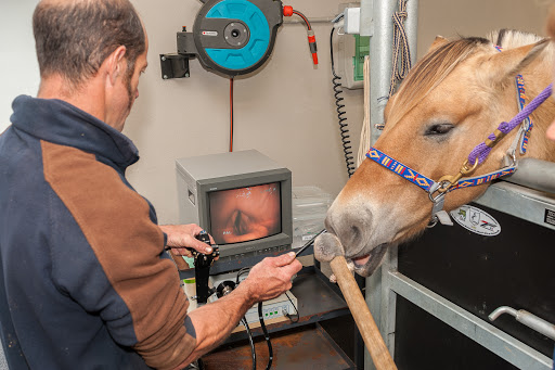 Clinique Vétérinaire de Surzur Gallery - France