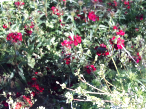 I Fiori di Donatella e Giuliano