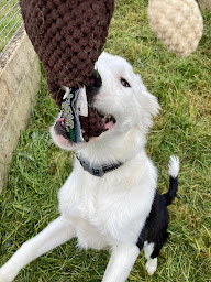 Photo n°13 de Pension chiens et chats Charton Gérard Et Laure SAS à Saint-Hilaire-les-Andrésis (Dresseur d'animaux de compagnie)