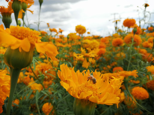 Campo de flores el carrizal - Thumbnail