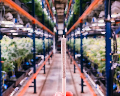 Photo of The Green Solution