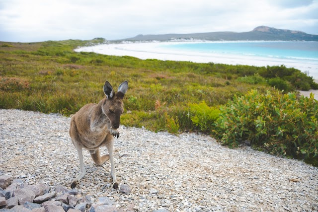 Lucky Bay