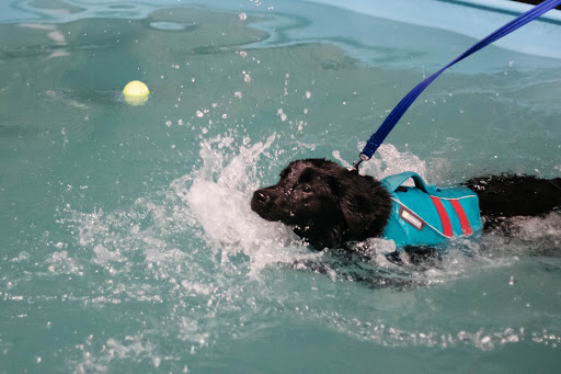 Splash Hounds - Visual