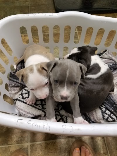 Photos of Effingham Animal Hospital