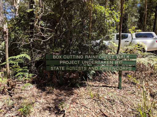 Box Cutting Rainforest Walk - Thumbnail