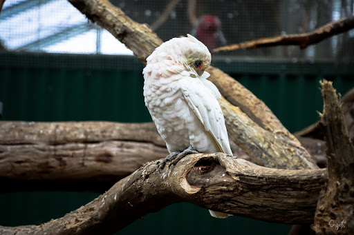 Maleny Botanic Gardens & Bird World Gallery - Australia