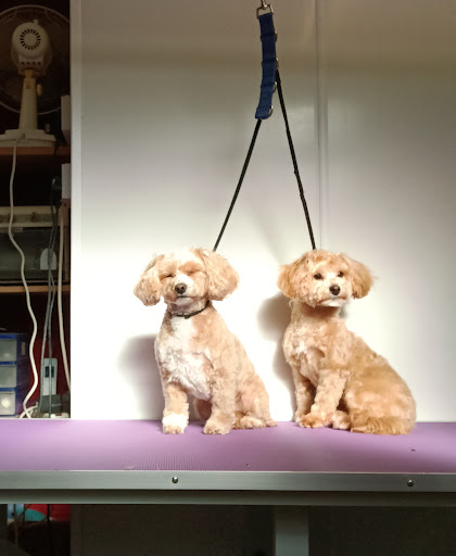 Wash & Wags Gallery - United Kingdom