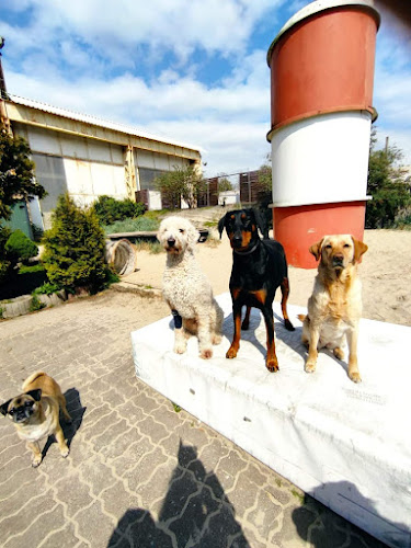 Hundetagesstätte Canis familiaris