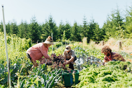 Stump Root Farm - Visual