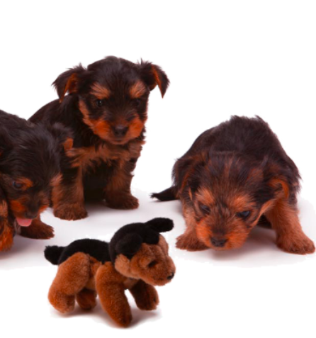 Four Corners Veterinary Clinic - Thumbnail