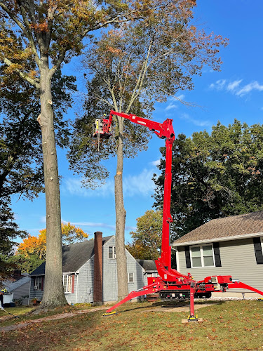 Tree Wise Guys of CT LLC