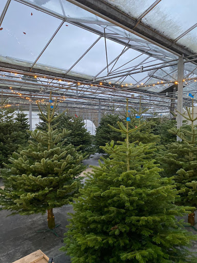 Bovingdon Christmas Trees Gallery - United Kingdom