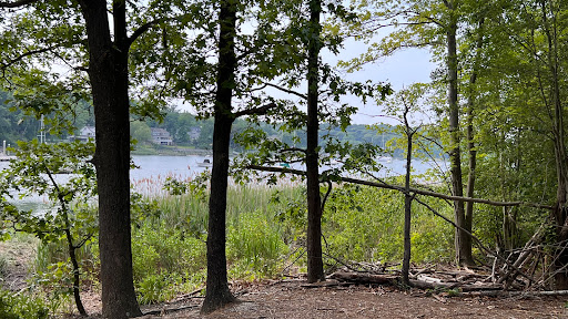 Phragmites Park - Thumbnail