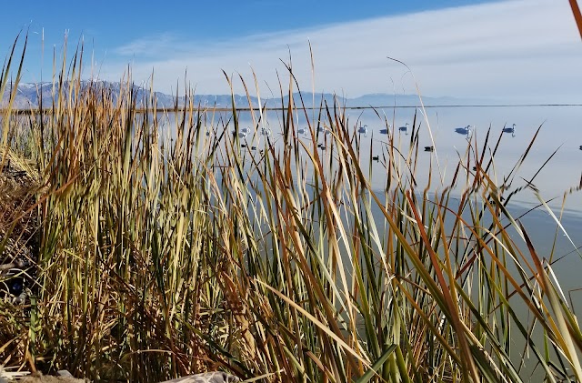 Bear River Migratory Bird Refuge