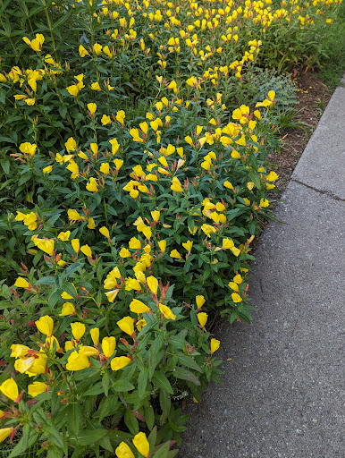 Cranbrook gardens - Thumbnail