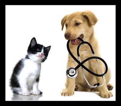 Photos of Clivet Ambulatorio Veterinario Vomero
