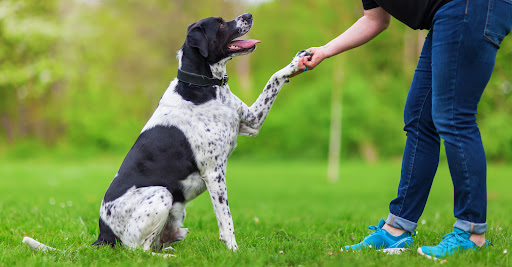 Speak Fido Dog Training - Thumbnail