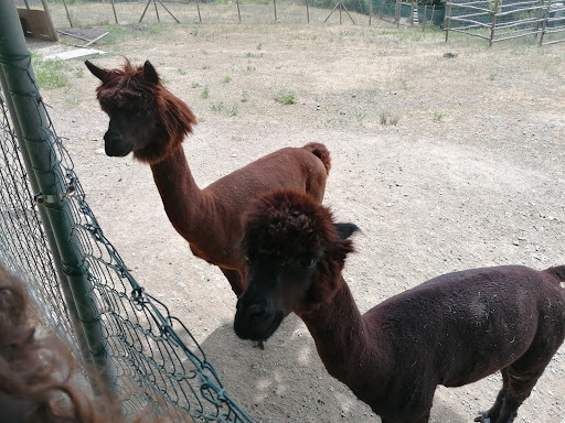 alpacaland - Visual