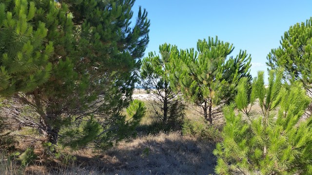 Spiaggia di Capo Comino