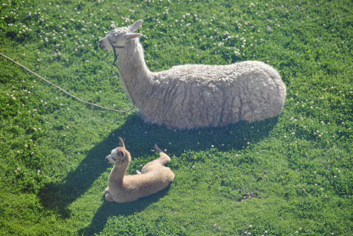 Hotel Gloria Copacabana by null