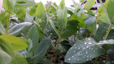 Photos of Vivero Forestal Camarones