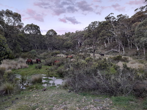Native Dog Flat Campground Gallery - Australia