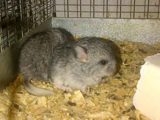 chinchilla villa