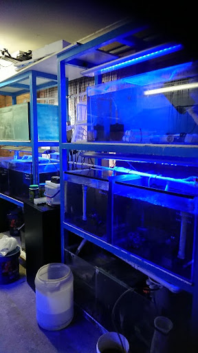 Hunter Valley Clownfish - Thumbnail