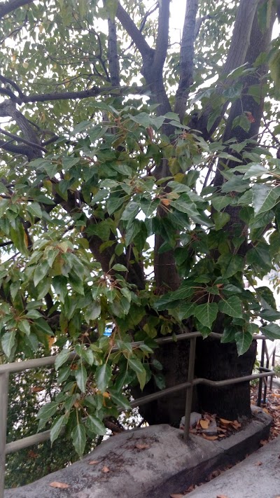 Photos of Aberdeen Chinese Permanent Cemetery