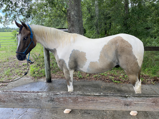 Dix Camelot Farms and RIDING ACADEMY