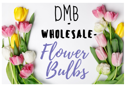 DMB Wholesale Flower Bulbs - Thumbnail