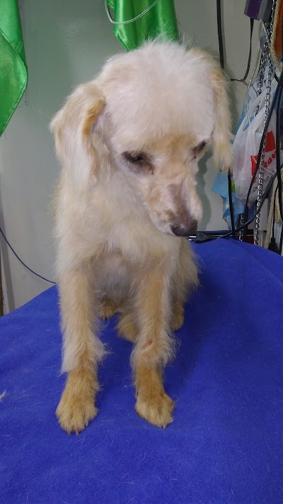 Photos of Veterinaria Animal Live