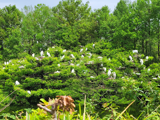 Embassy Rookery/Roost - Thumbnail