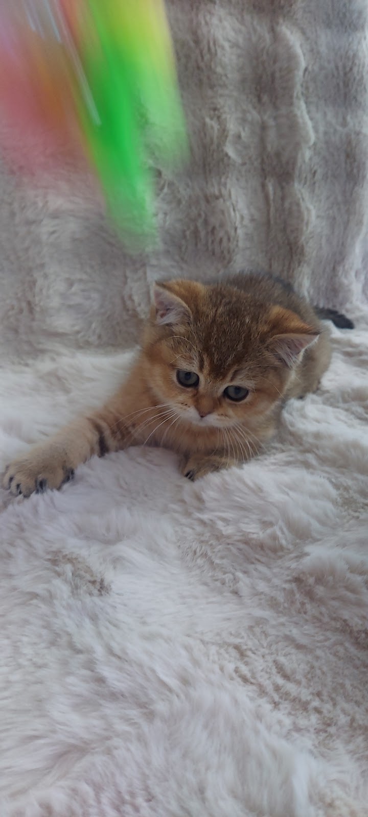 ｷｬｯﾃﾘｰLuLu(cattery LuLu)