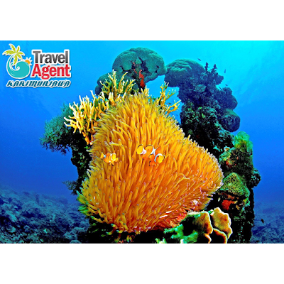 Photos of Agen Travel Karimunjawa