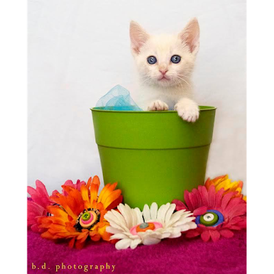 Photos of Feline Limited Cat Clinic