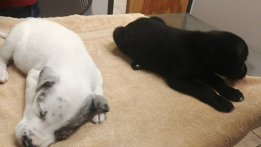 North Shelby County Animal Hospital - Thumbnail