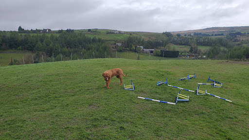 My Dog Field - Thumbnail