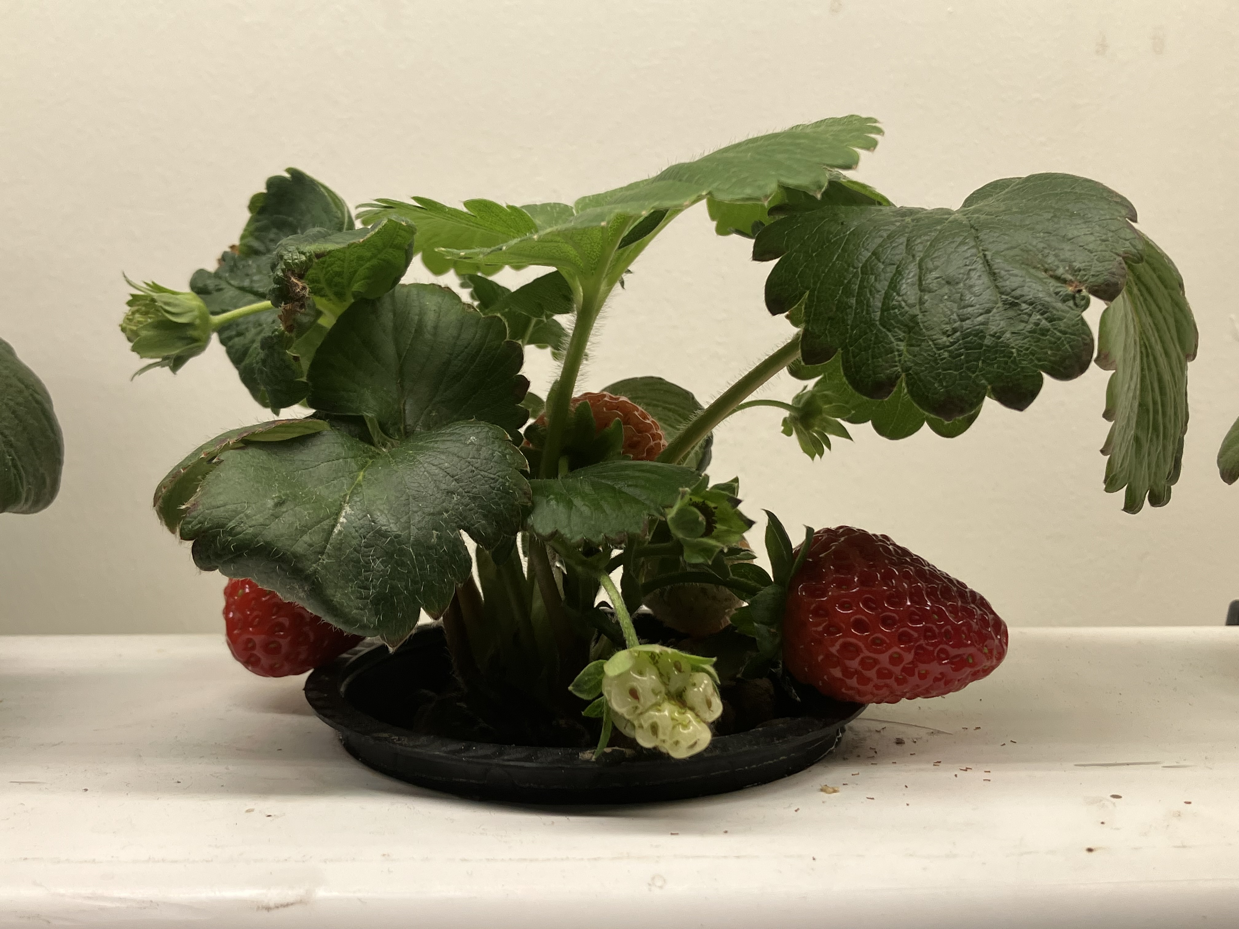 Mile High Hydroponics