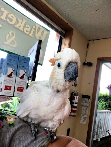 Wiskers & Waggs Pet Store - Thumbnail