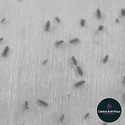 Photo n°2 de Centre Anti-Poux La Rochelle à Dompierre-sur-Mer (Salon de coiffure)