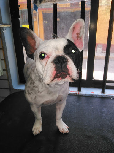 "Servín" Clínica Veterinaria