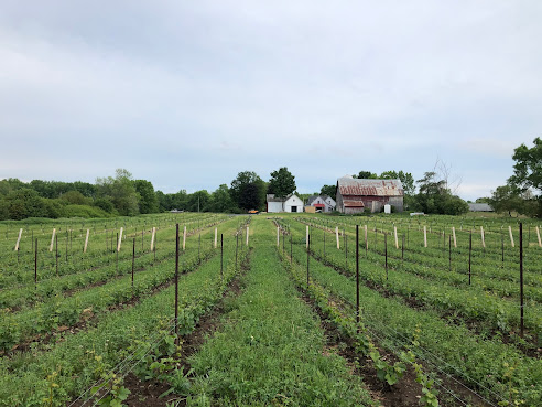 Stock & Row Farm Cidery by null