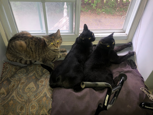 Spay Neuter Clinic at the Stratford Perth Humane Society - Thumbnail