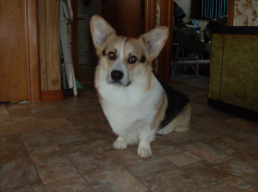 Laursen Veterinary Service - Thumbnail