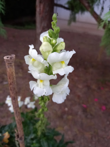 Mes fleurs - Thumbnail