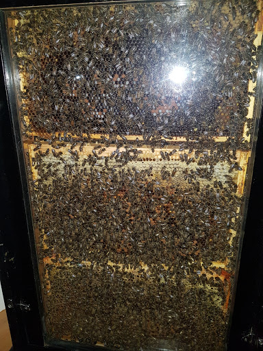 Temple Bees - Visual