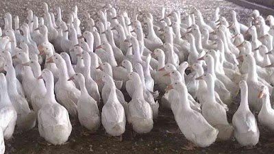 Photos of Regional Duck Breeding Farm, Naogaon.